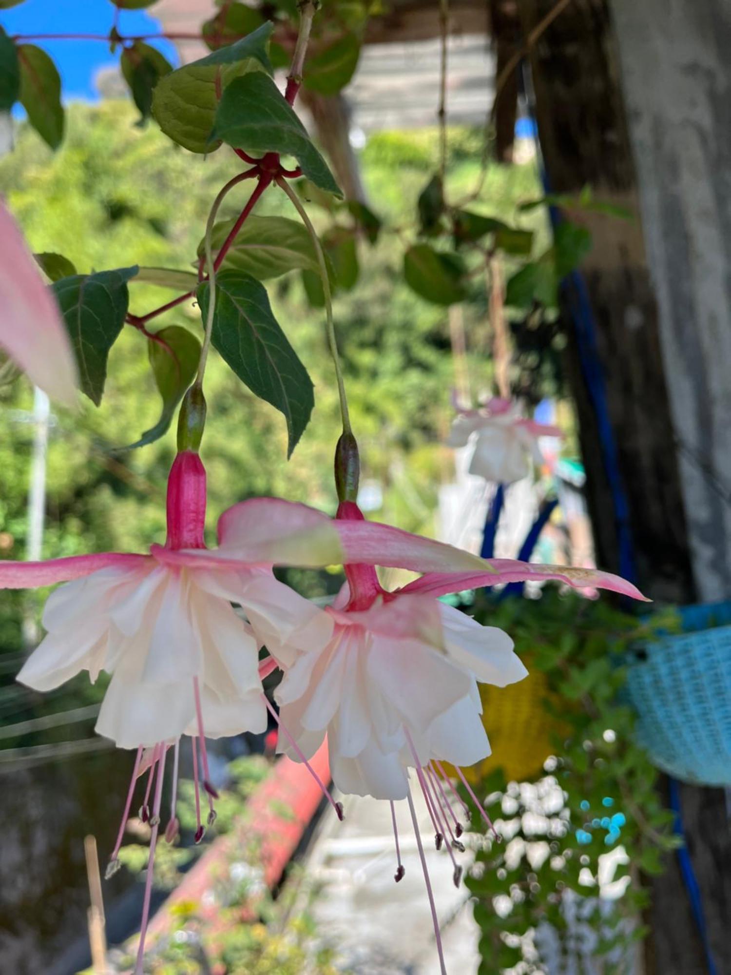 Shalom Inn Home Stay 大吉岭 外观 照片