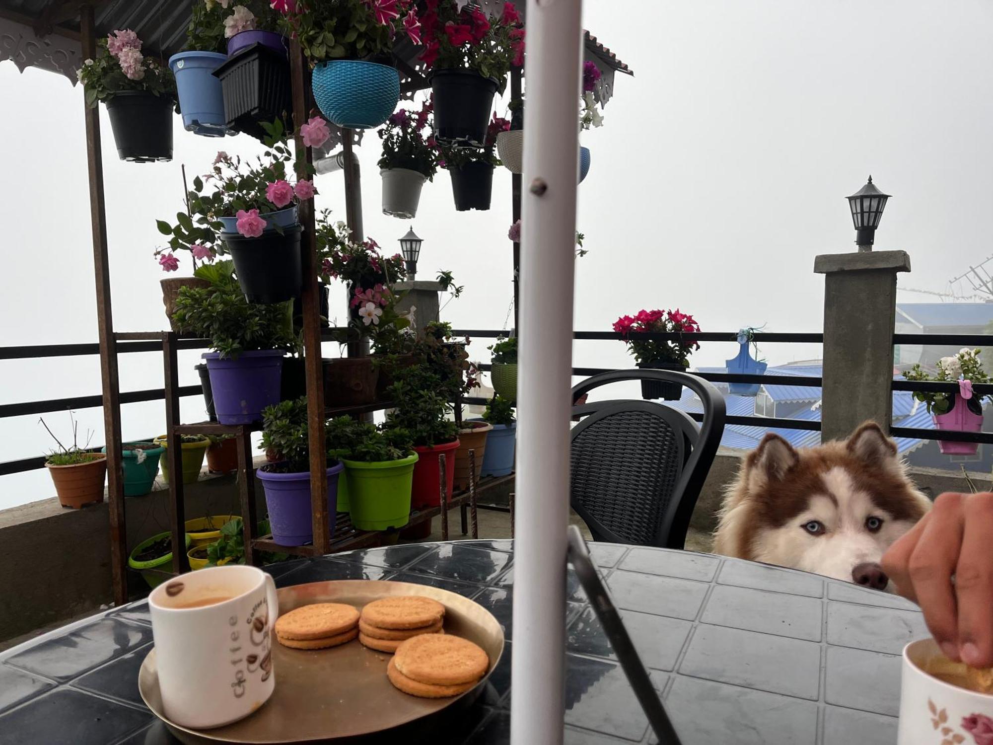 Shalom Inn Home Stay 大吉岭 外观 照片